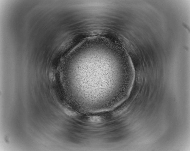 X0000096480091200802071930