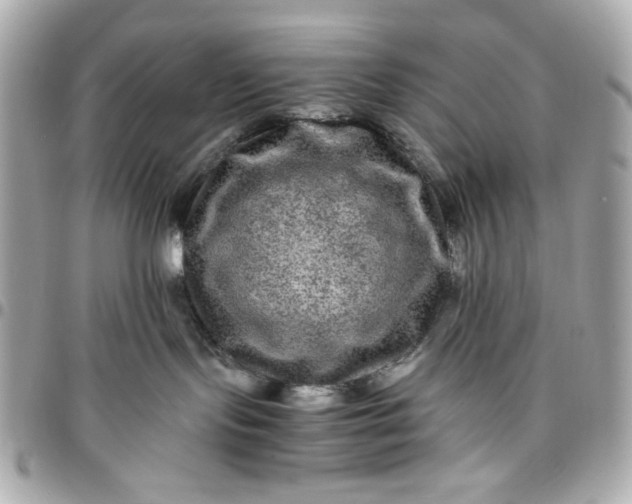 X0000096480095200802071930