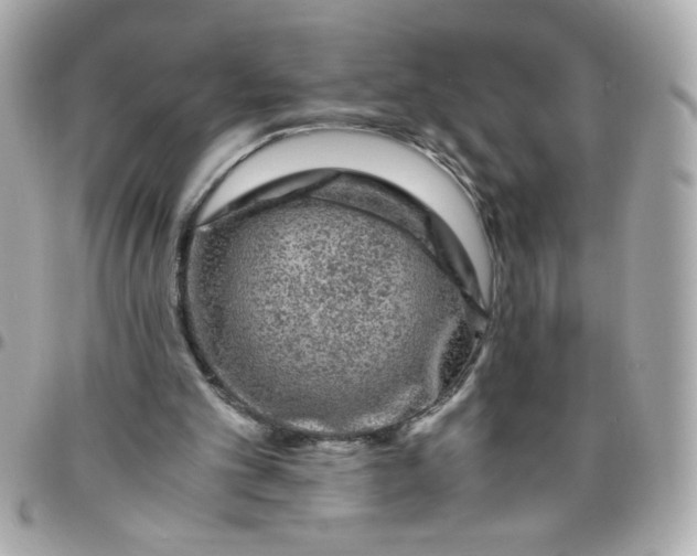 X0000096480101200802071929