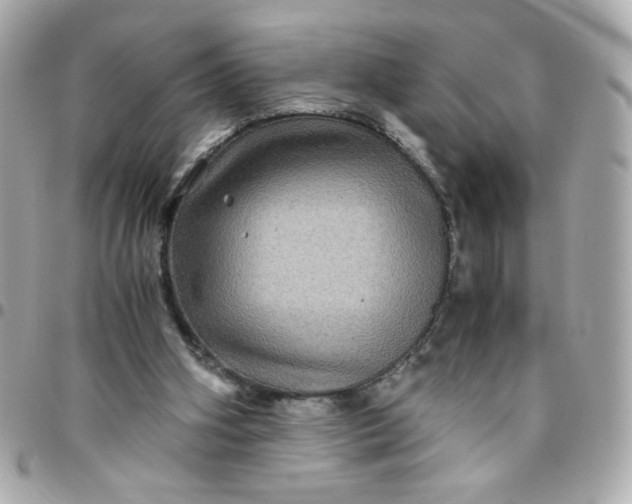 X0000096480106200802071929