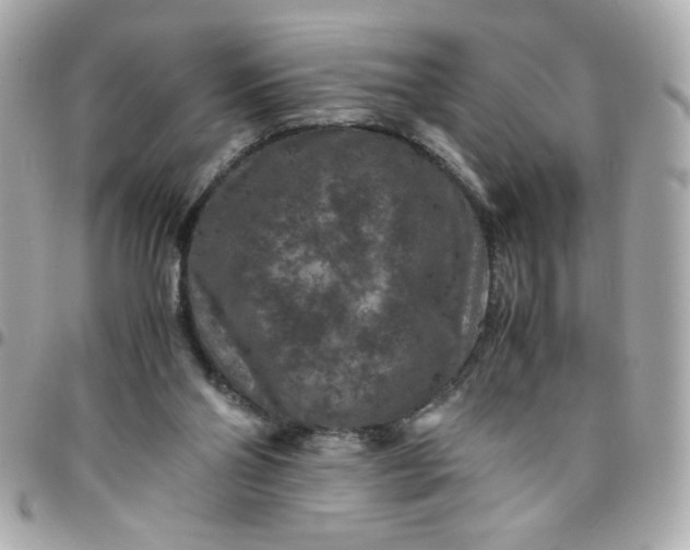 X0000096480110200802071929