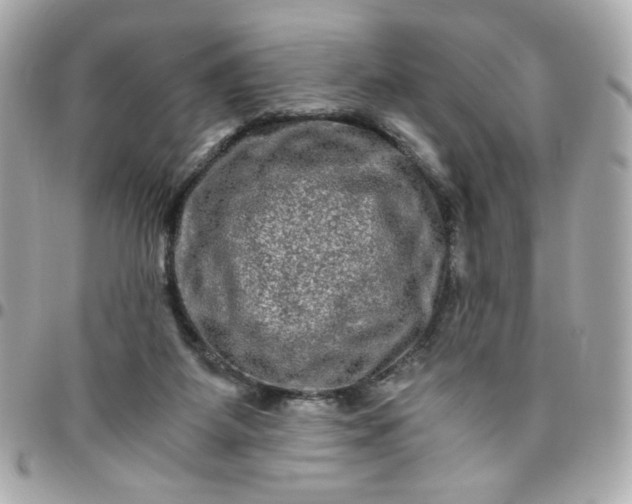 X0000096480115200802071929