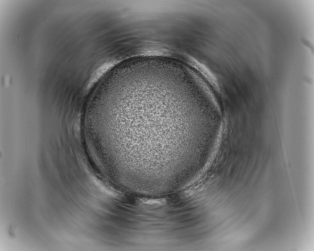 X0000096480155200802071928