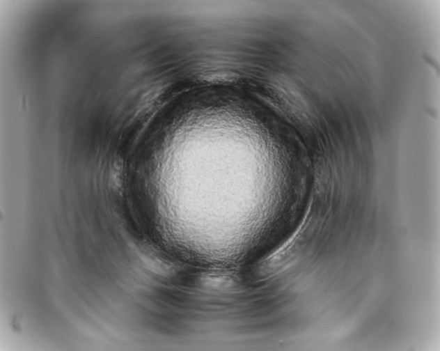 X0000096480175200802071928