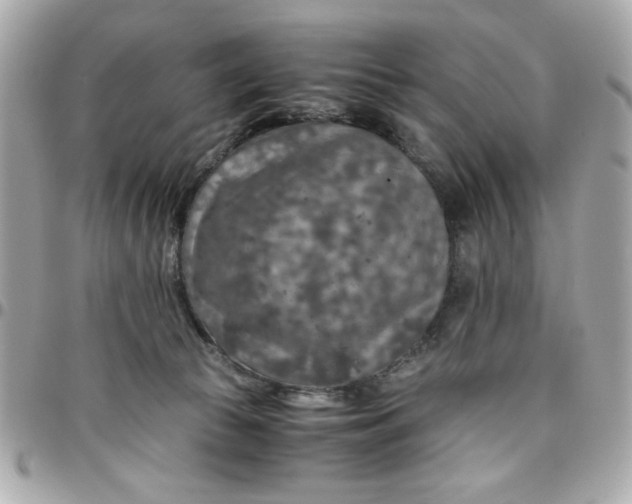 X0000096480177200802071928