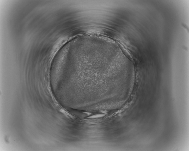 X0000096480241200802071926