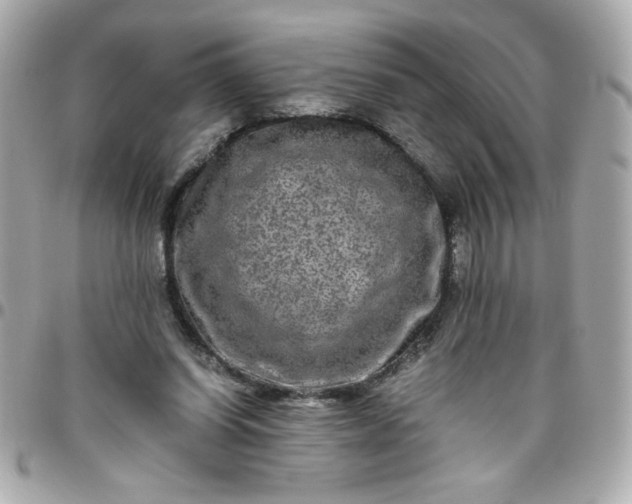 X0000096480254200802071926