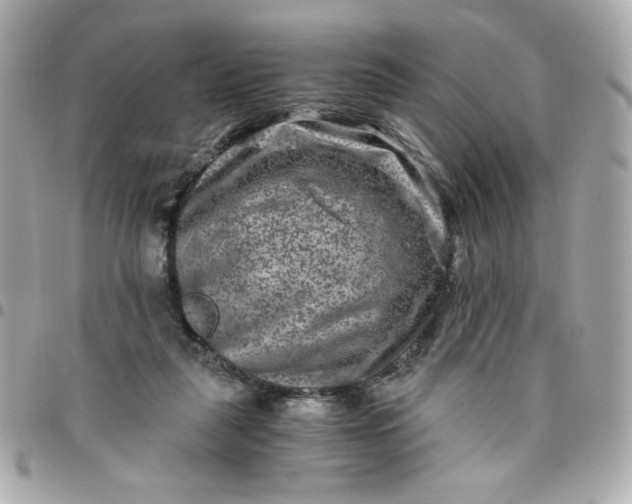 X0000096480259200802071926