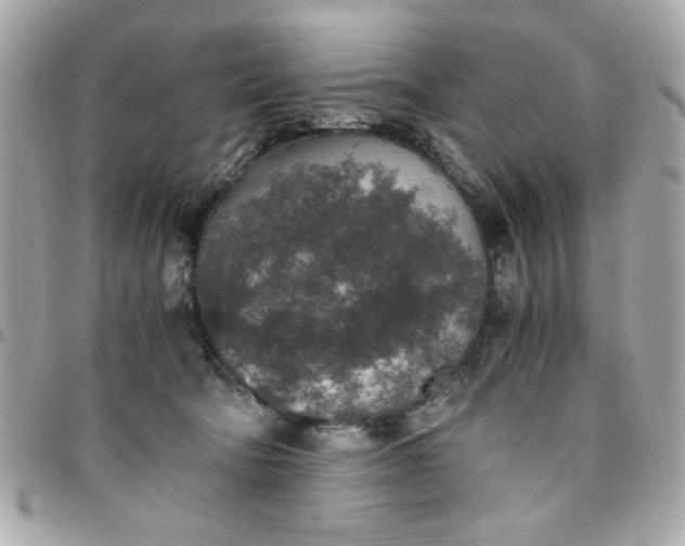 X0000096480322200802071925