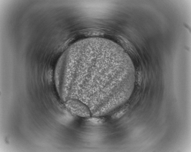 X0000096480326200802071925