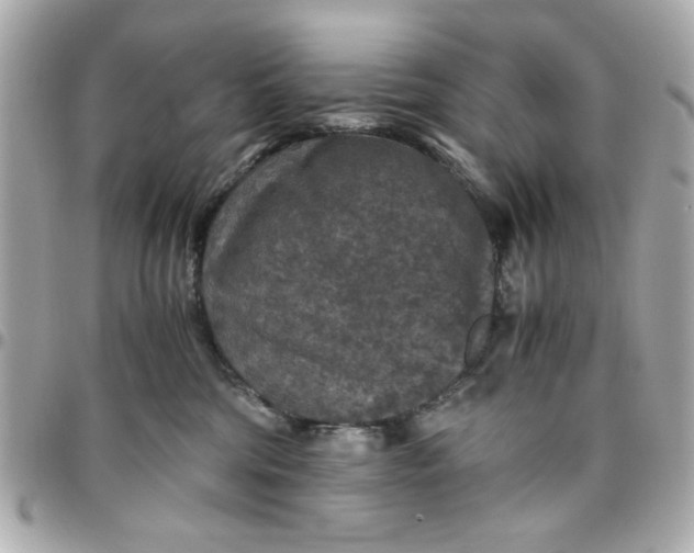 X0000096480330200802071925