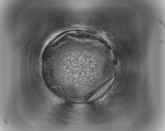 X0000096480342200802071925