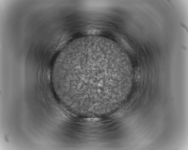 X0000096480363200802071925