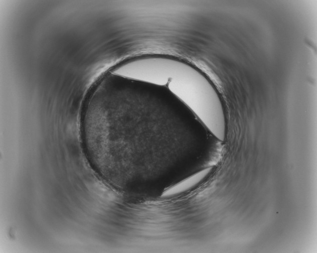 X0000096480391200802071925