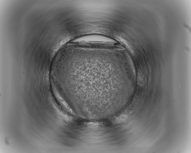 X0000096480394200802071925