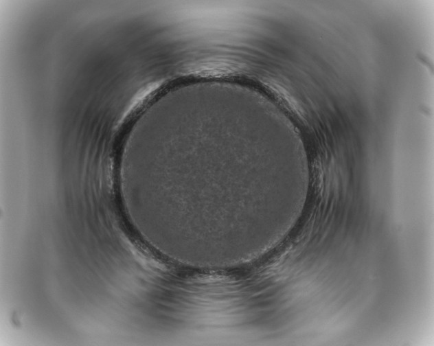 X0000096480400200802071924