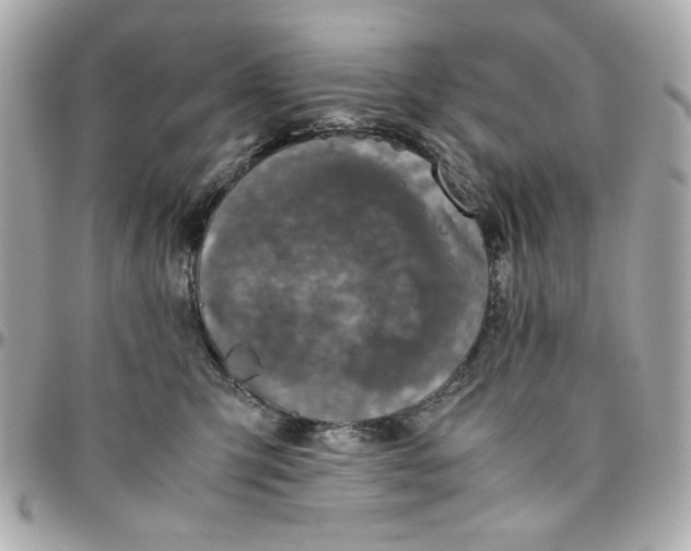 X0000096480423200802071924