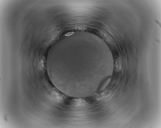 X0000096480424200802071924