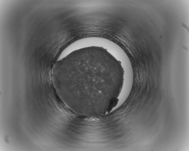 X0000096480512200802071923