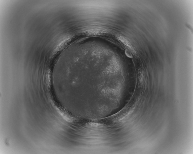 X0000096480590200802071922