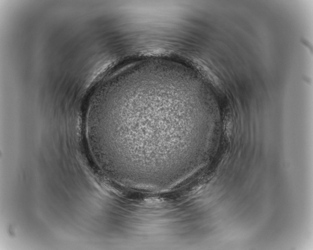 X0000096480591200802071922