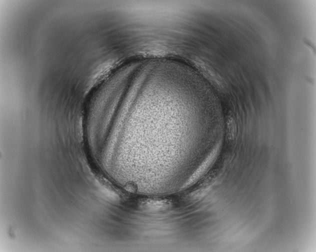 X0000096480638200802071921