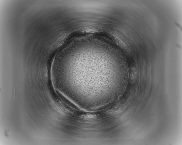 X0000096480639200802071921