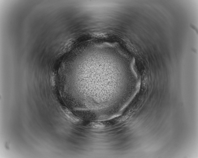 X0000096480658200802071921