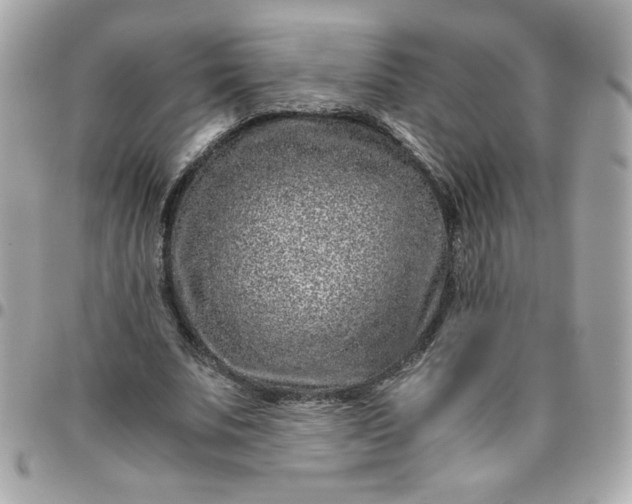 X0000096480679200802071920