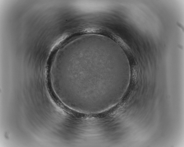 X0000096480730200802071919