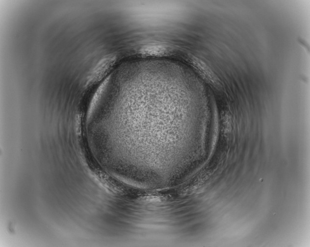 X0000096480738200802071919