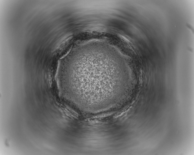 X0000096480774200802071919