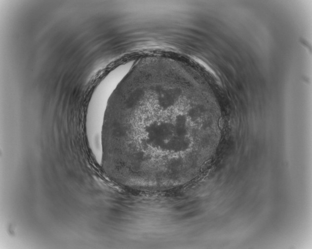 X0000096480775200802071919