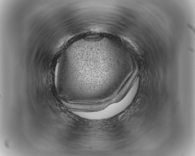 X0000096480776200802071919