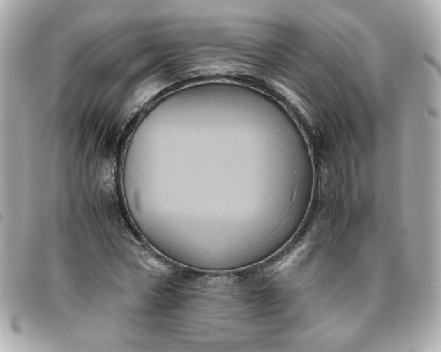 X0000096480778200802071919