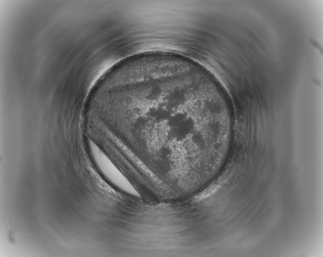 X0000096480783200802071919