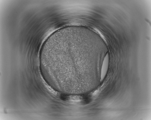 X0000096480795200802071918