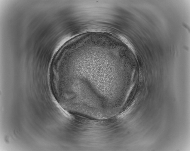 X0000096480803200802071918