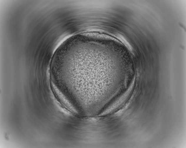 X0000096480814200802071918