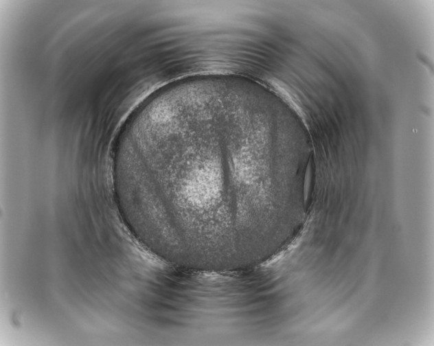 X0000096480835200802071918