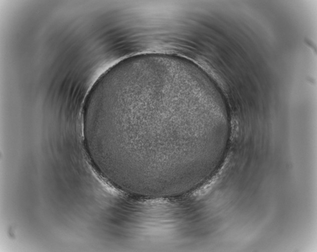 X0000096480838200802071918