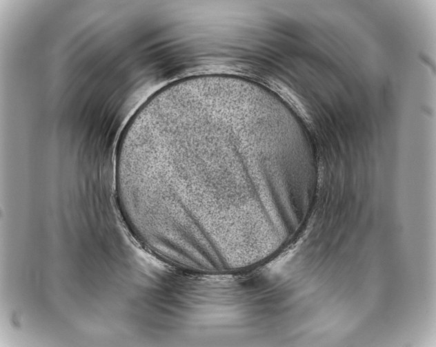 X0000096480844200802071918