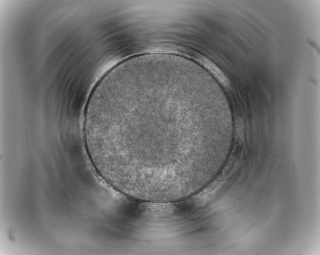 X0000096480856200802071918