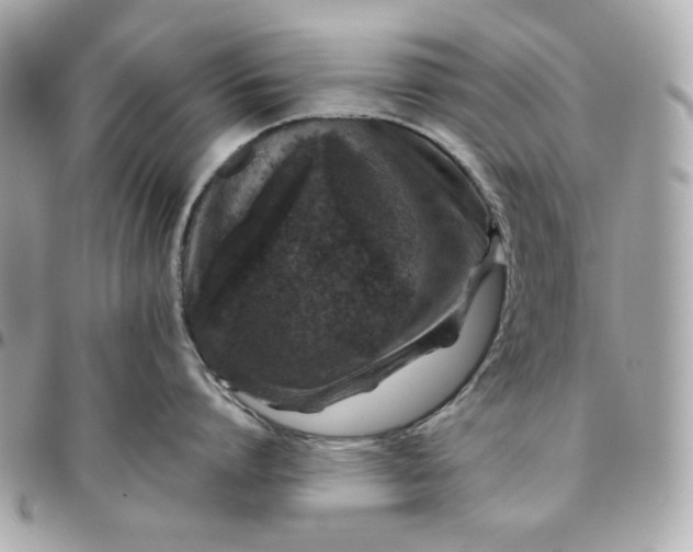 X0000096480864200802071918