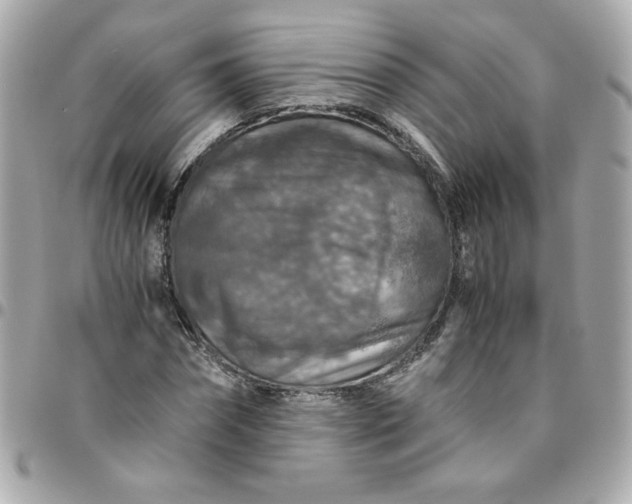 X0000096480874200802071917