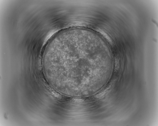 X0000096480878200802071917