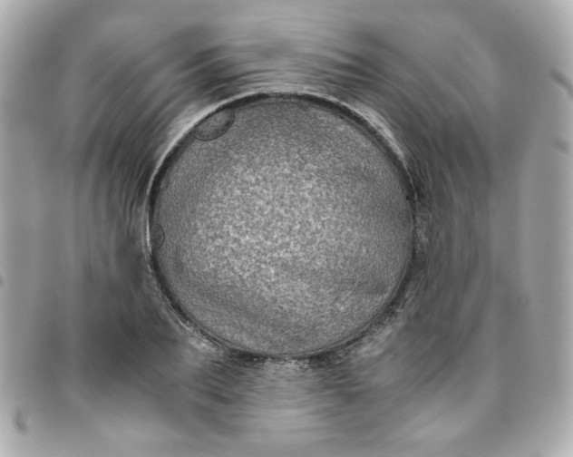 X0000096480887200802071917