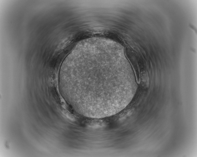 X0000096480916200802071916