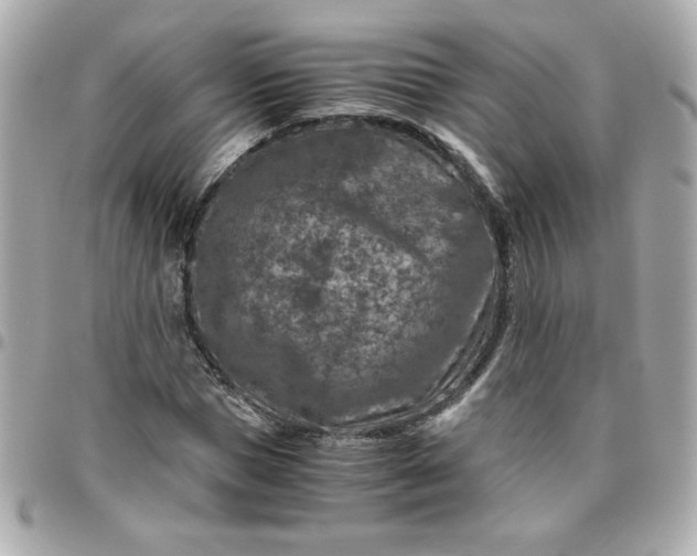 X0000096480921200802071916