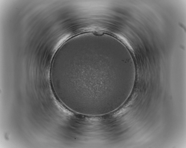 X0000096480946200802071916